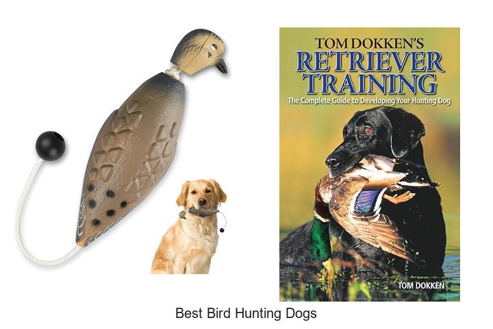 best bird hunting dogs