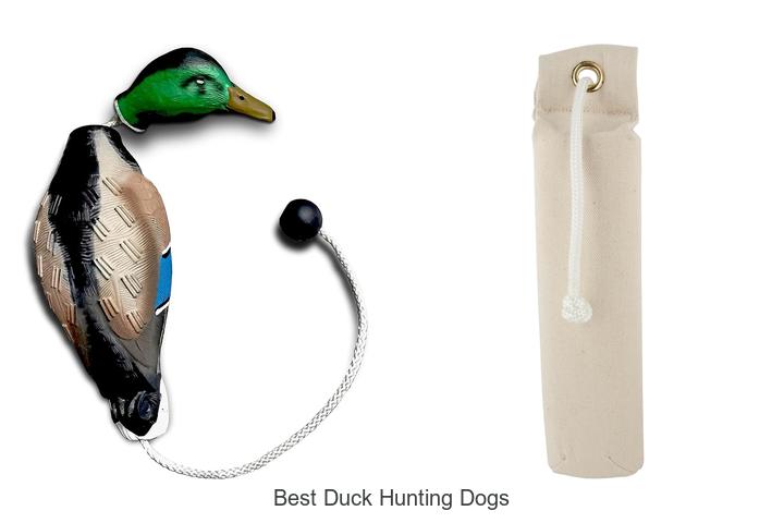 best duck hunting dogs