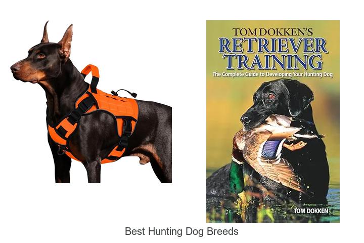 best hunting dog breeds