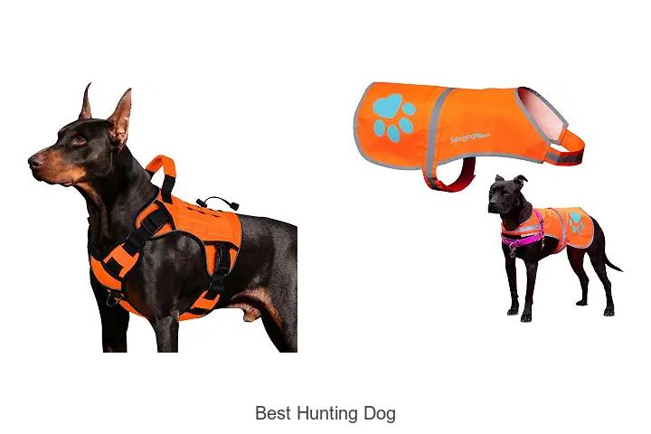 best hunting dog