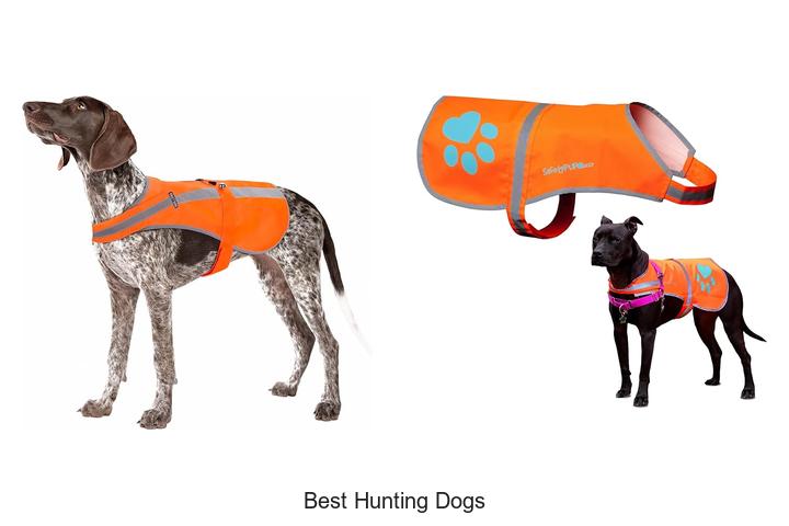 best hunting dogs